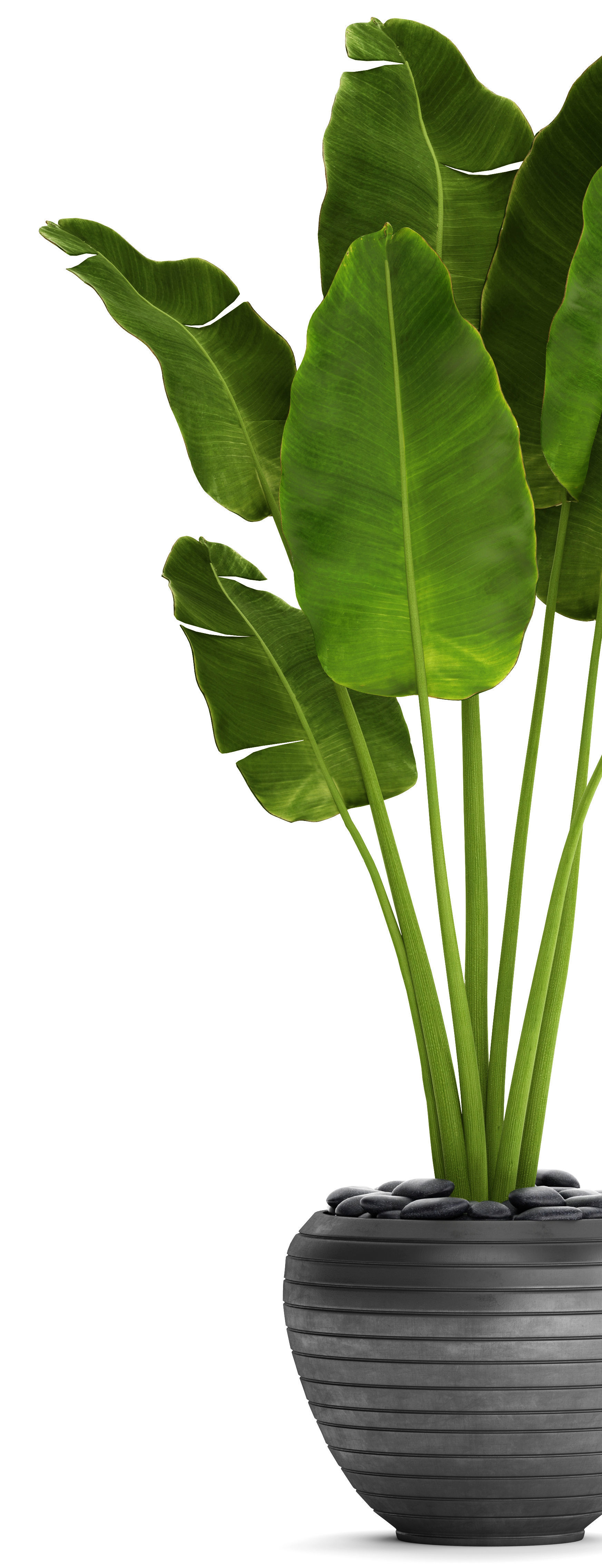 Banana Tree 3D model_6