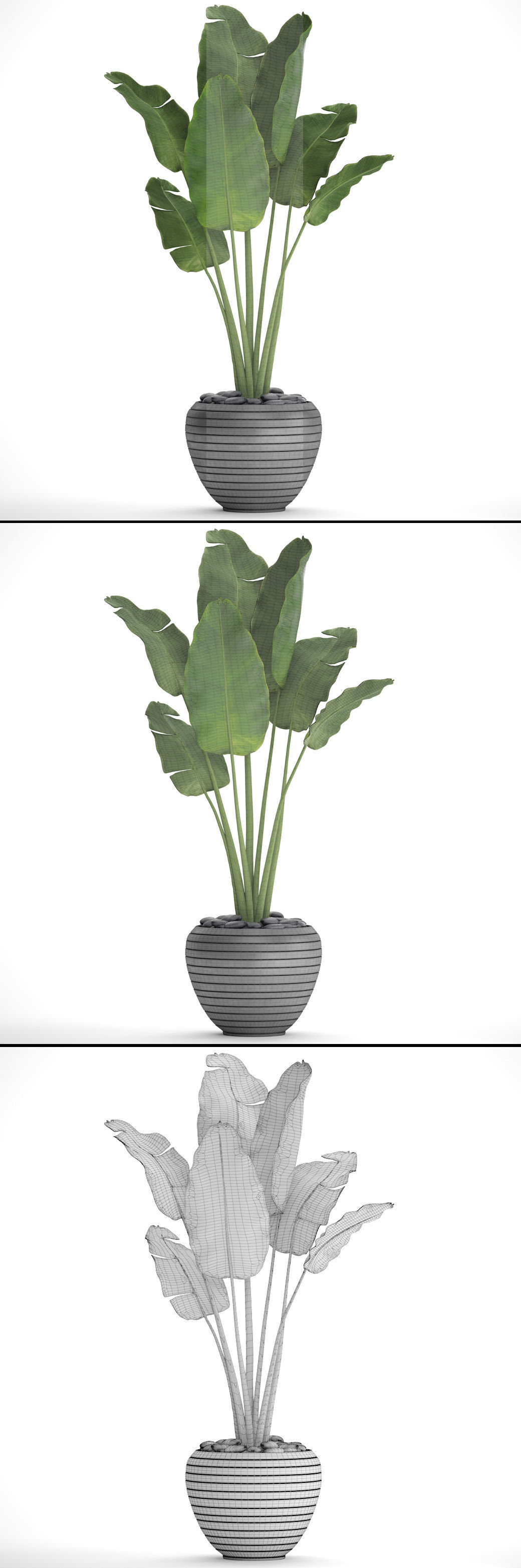 Banana Tree 3D model_1