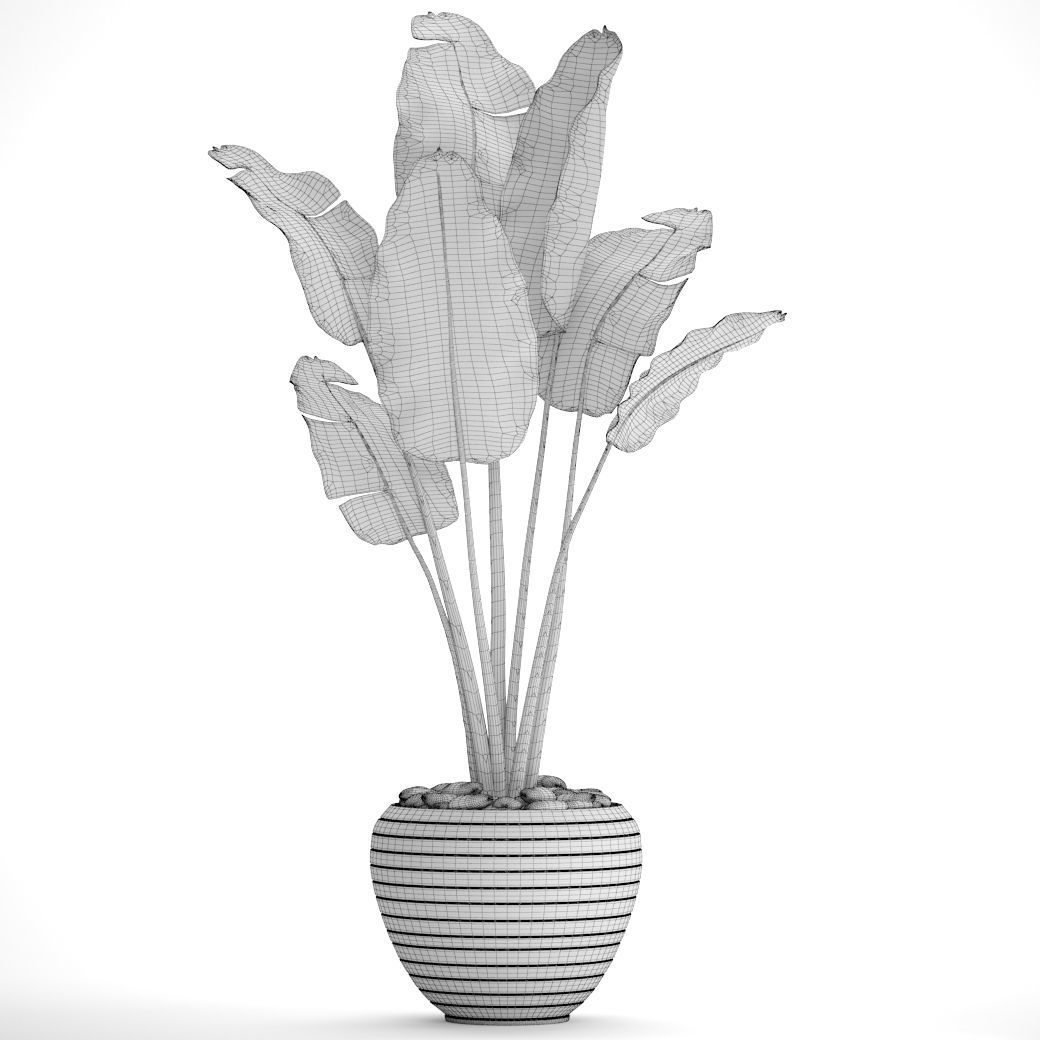 Banana Tree 3D model_4