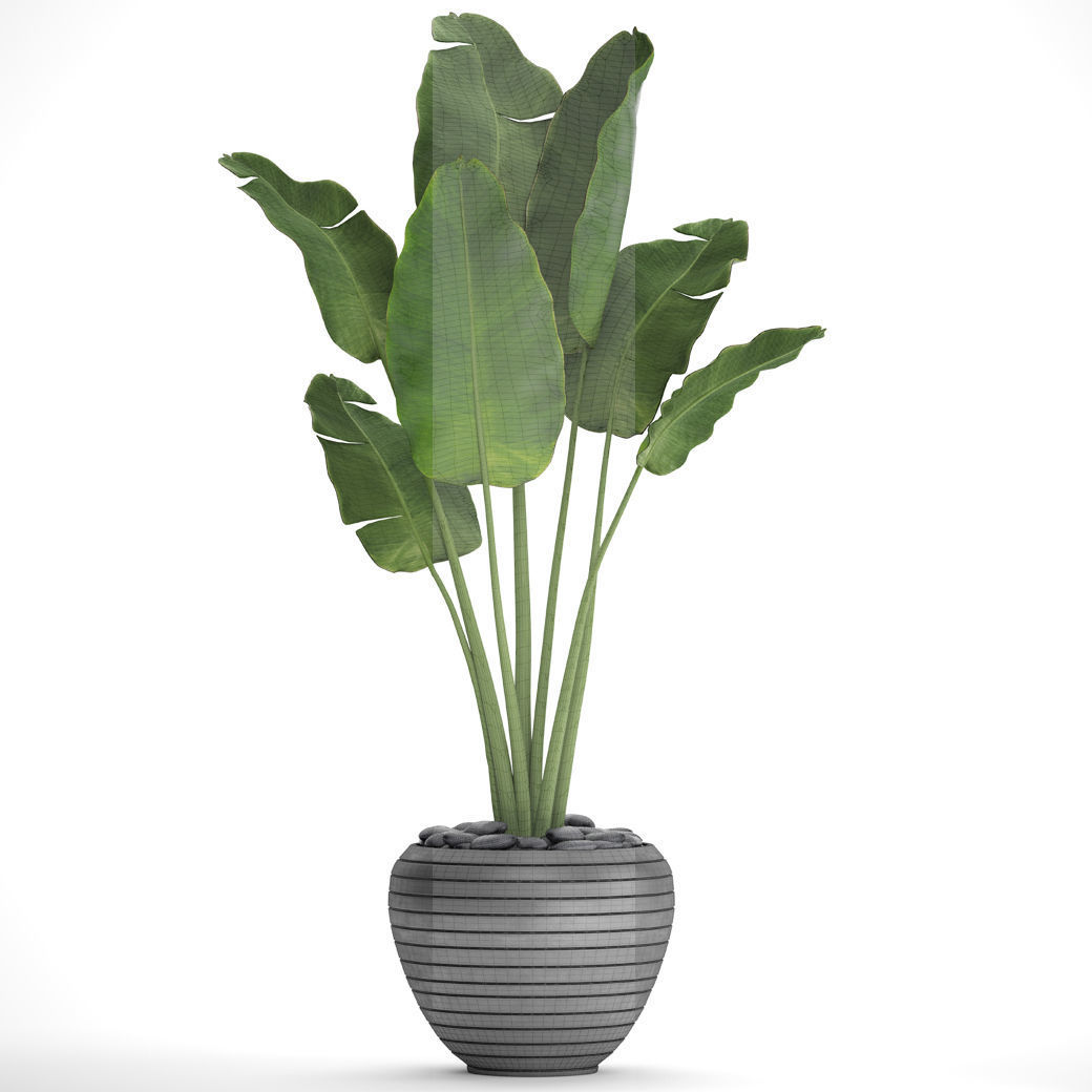 Banana Tree 3D model_2