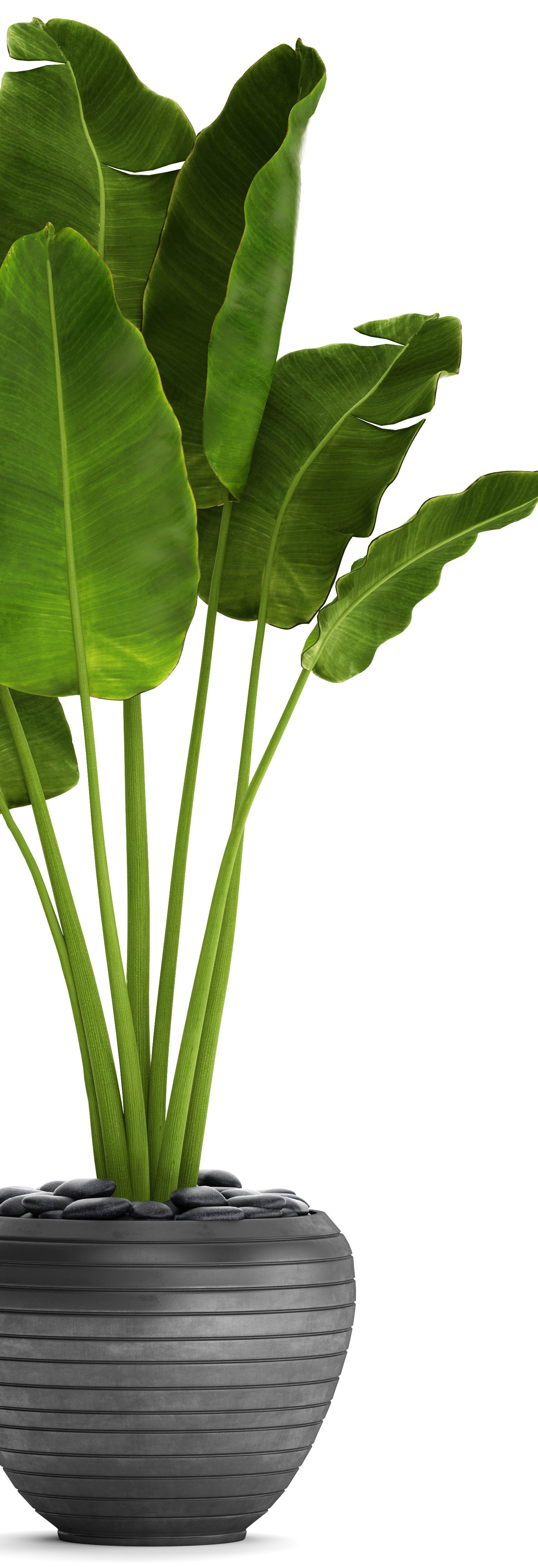 Banana Tree 3D model_5