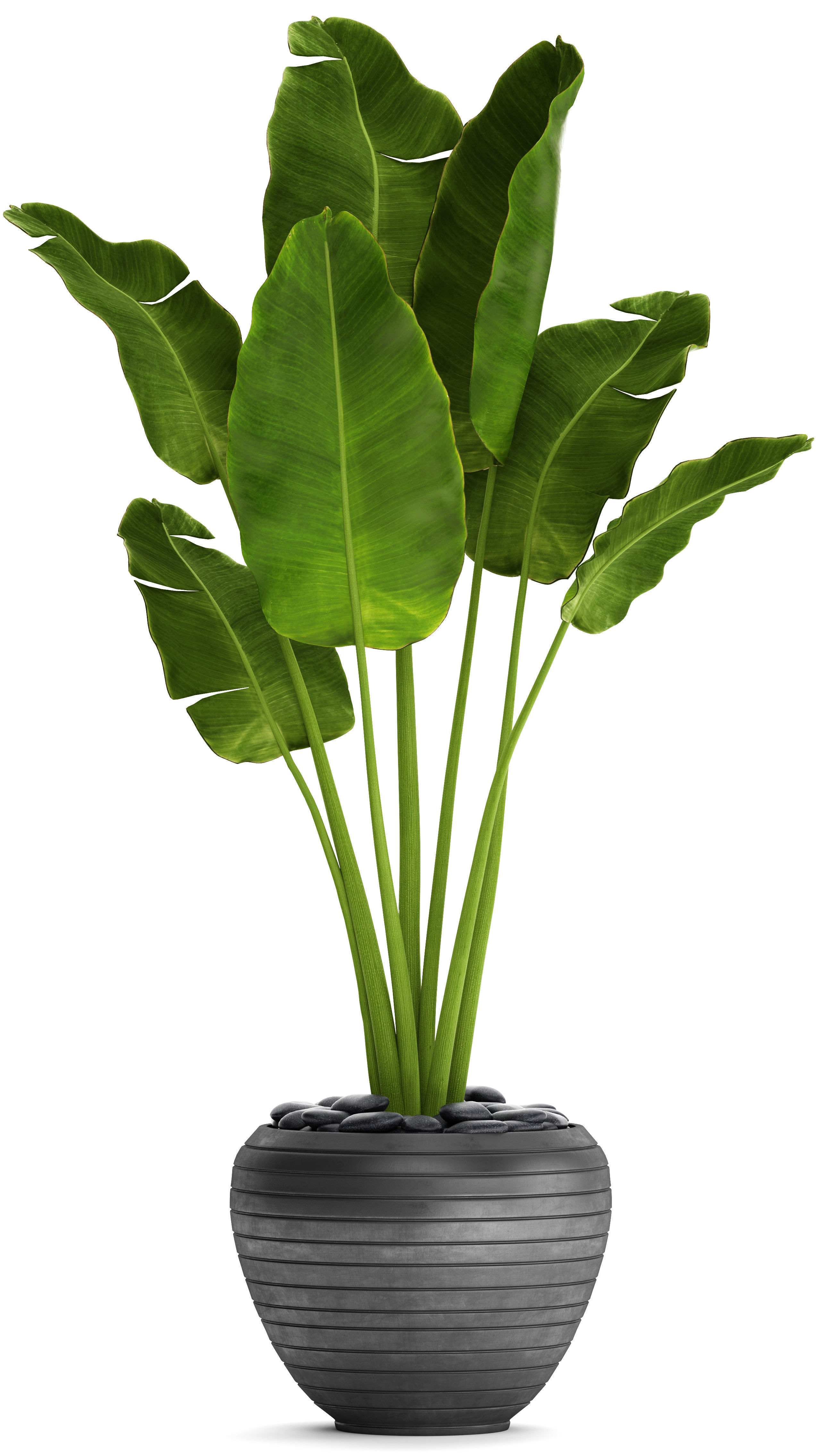 Banana Tree 3D model_7