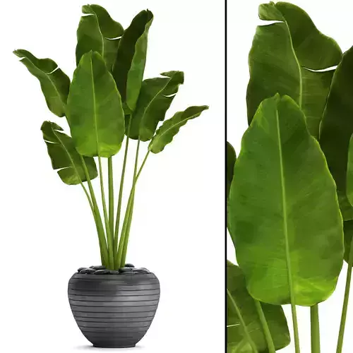Banana Tree 3D model