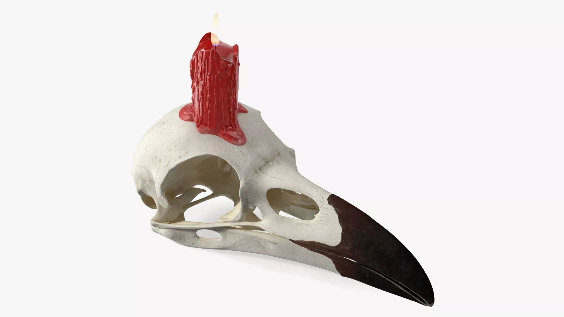Bird Skull with Red Wax Candle 3D model