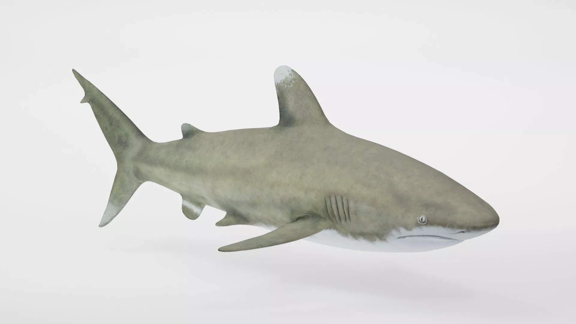Realistic White Tip Shark Low-poly 3D model