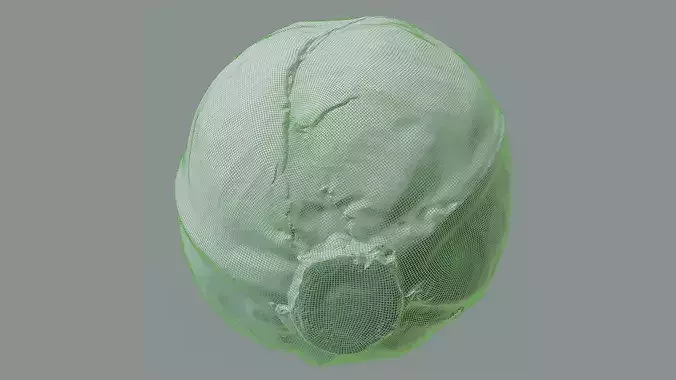White Cabbage High-Low-Poly Photogrammetry  Low-poly 3D model 7
