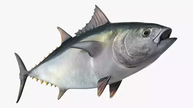 Bluefin Tuna 3D model