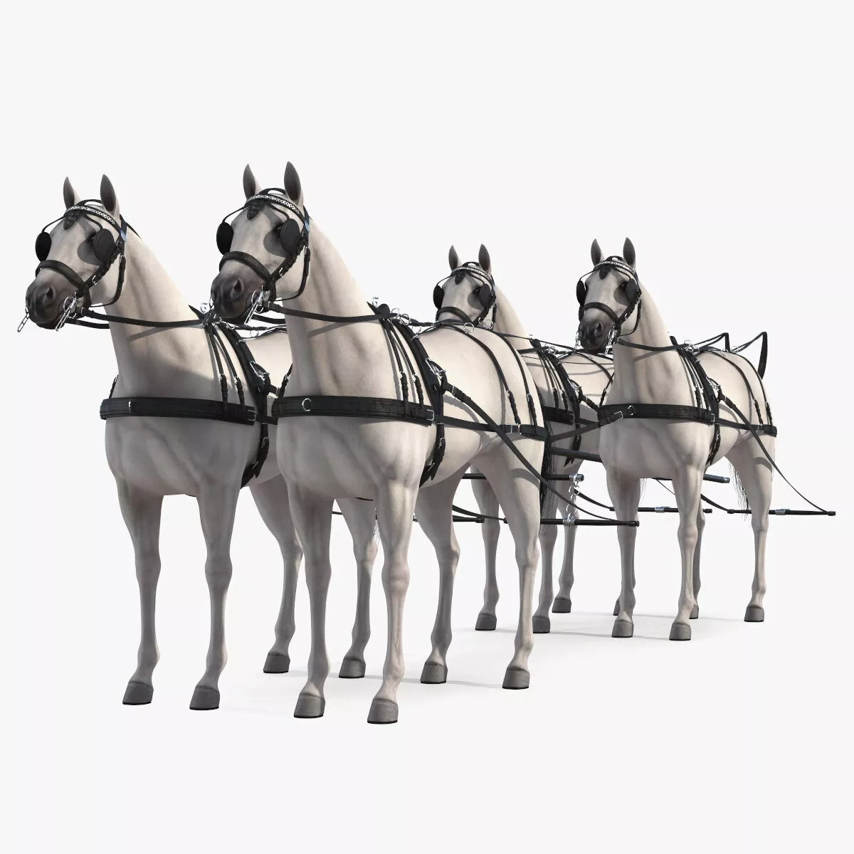 Four White Horses in Breast Collar Harness 3D model