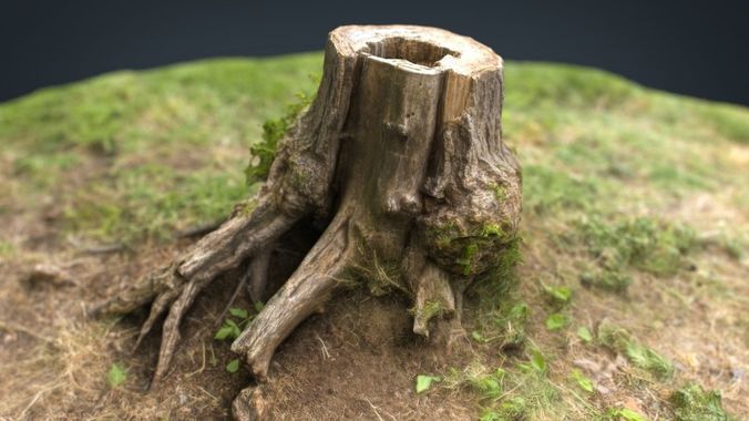 Tree Stump 4 3D model