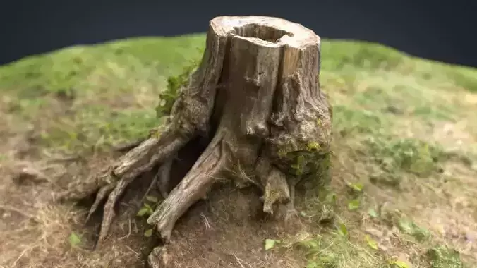 Tree Stump 4 3D model