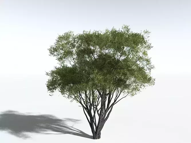 EVERYPlant California Bay LowPoly