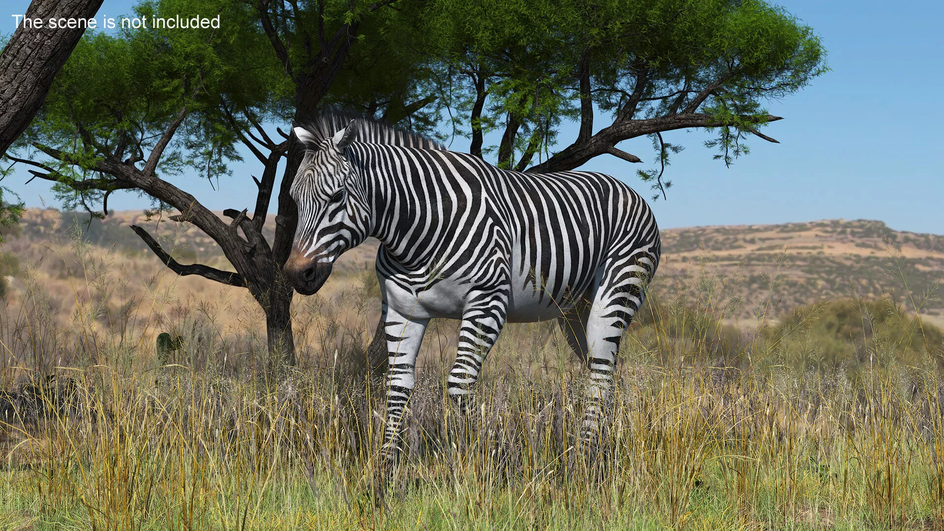 Zebra Adult Walking Fur 3D model