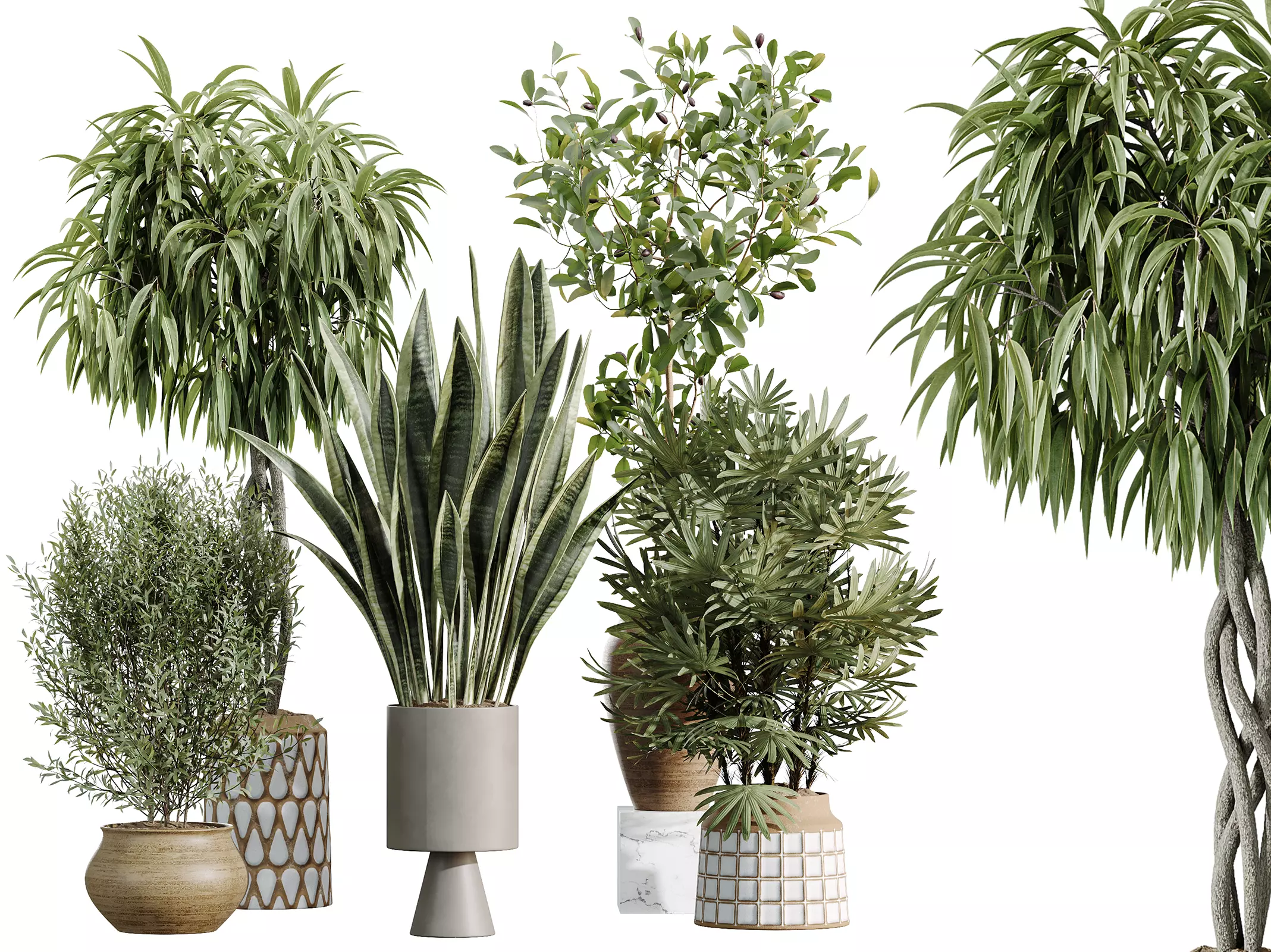 AV Indoor Plants Set 481 Palm Pachira Sansevieria Ficus Olive 3D model