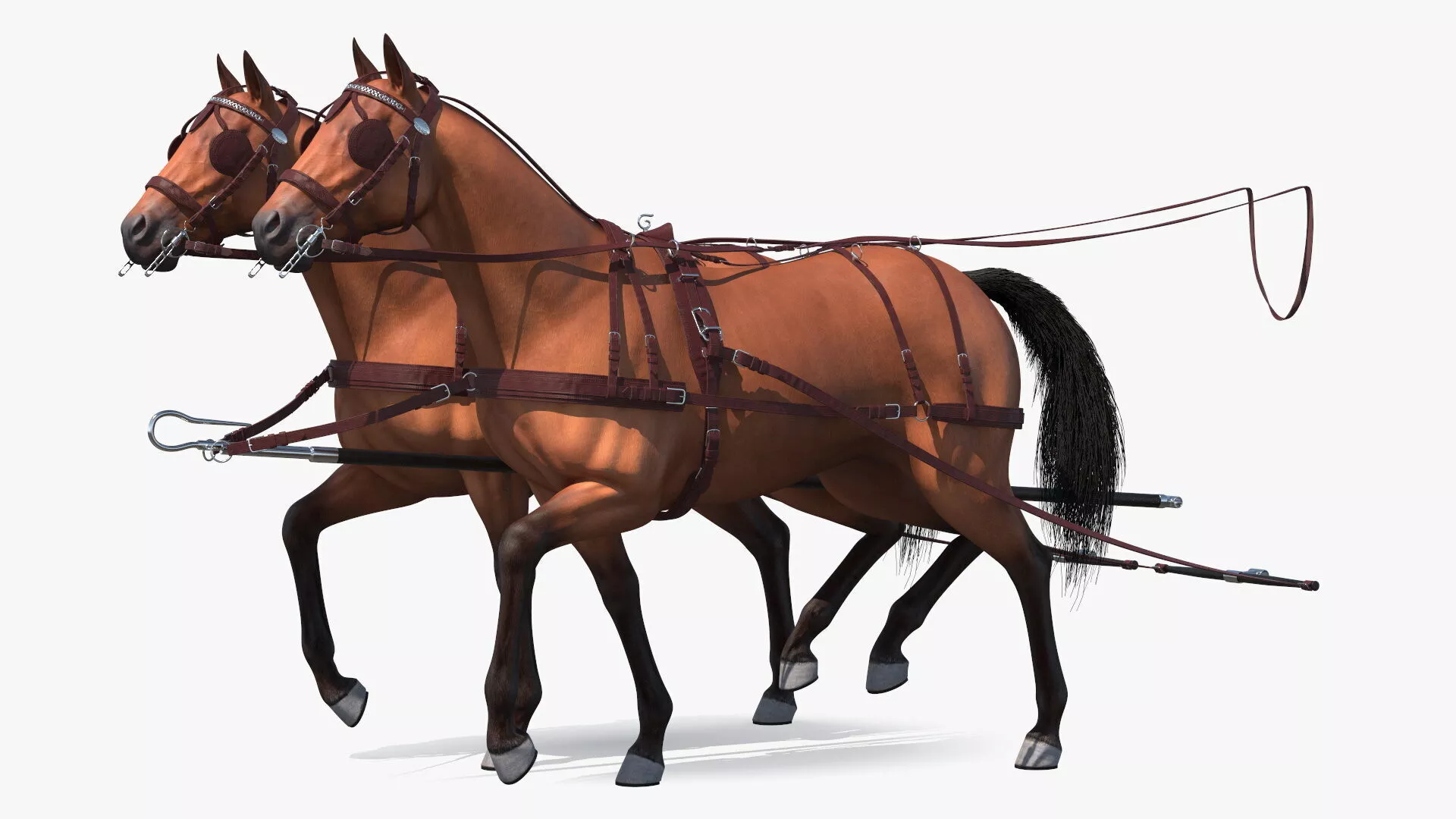 Pair of Breast Collar Harness Walking Pose 3D model