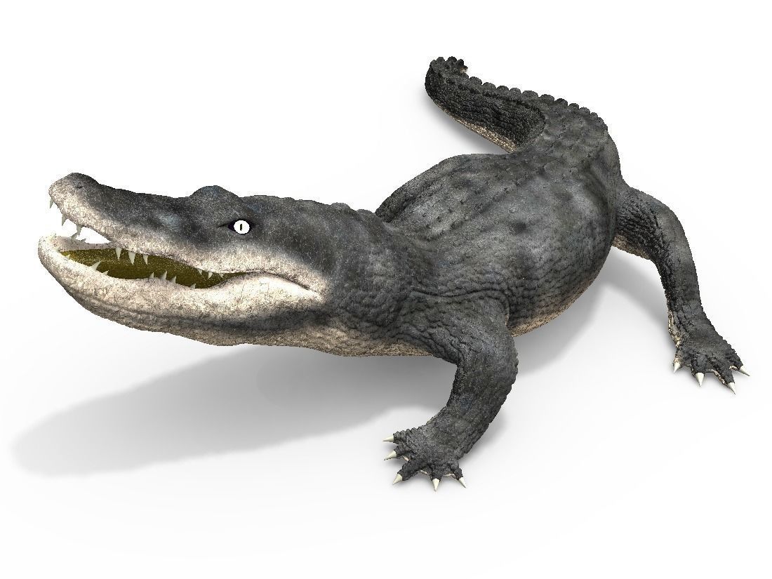 Alligator 3D model_0