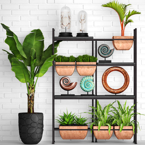 Decorative Set potted plants on shelf 3D model