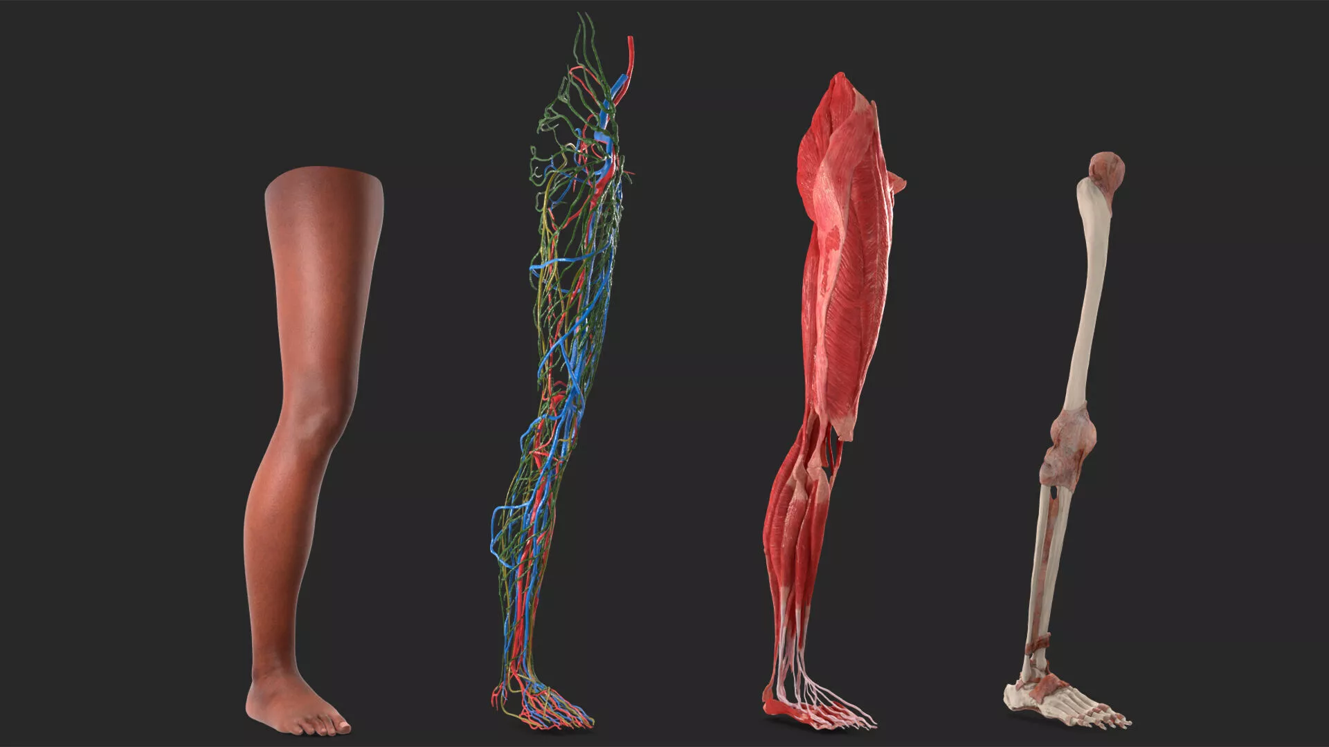 Full Anatomy and Skin Leg of the Afro Female 3D model