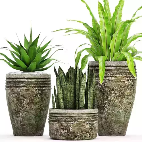 Plants collection pot 3D model