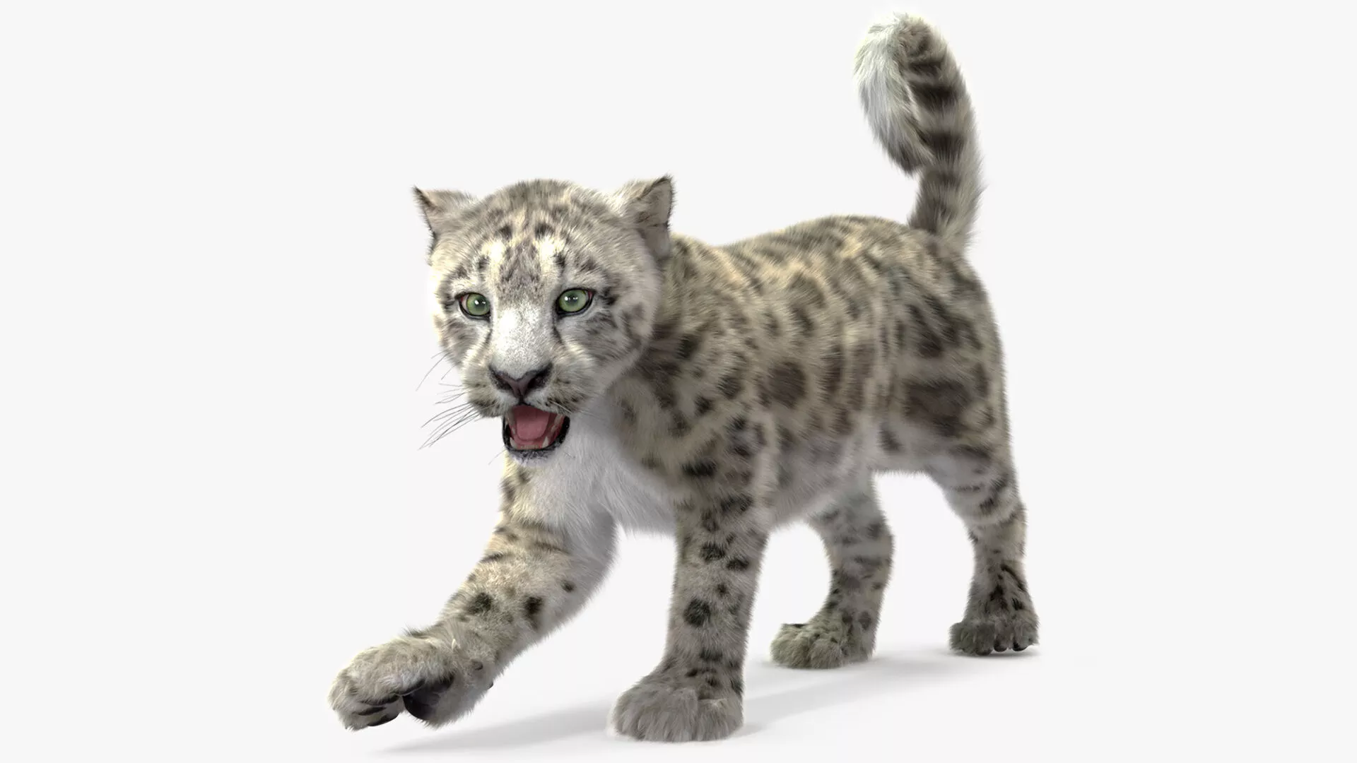 Snow Leopard Cub Fur Rigged 3D model