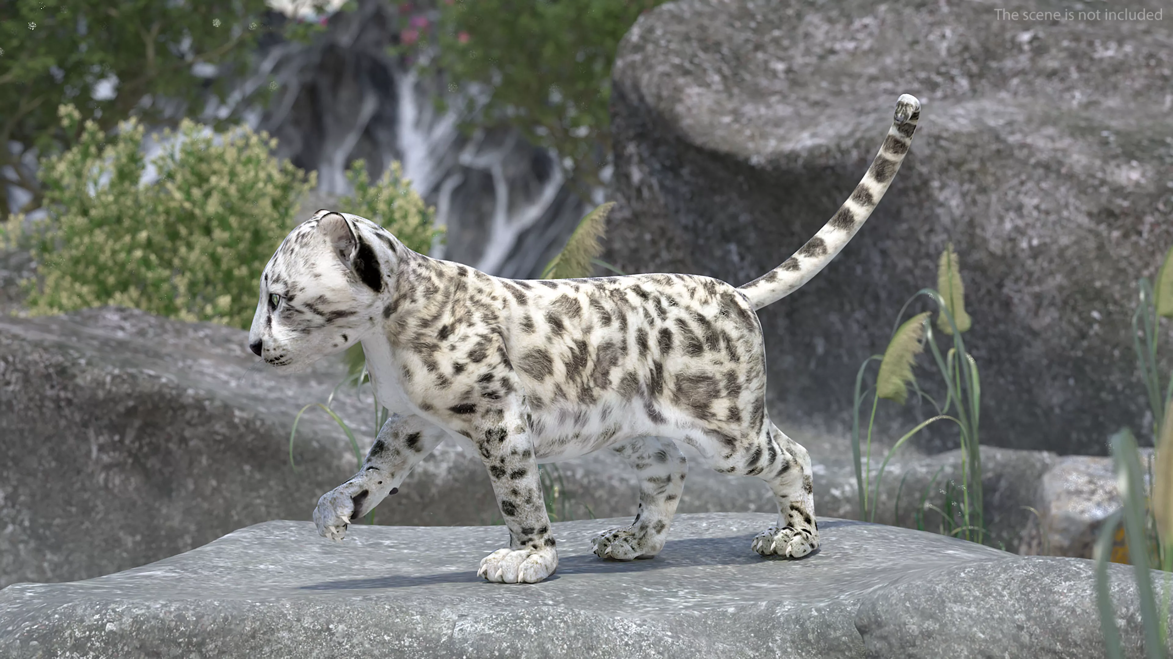 Snow Leopard Cub Rigged 3D model