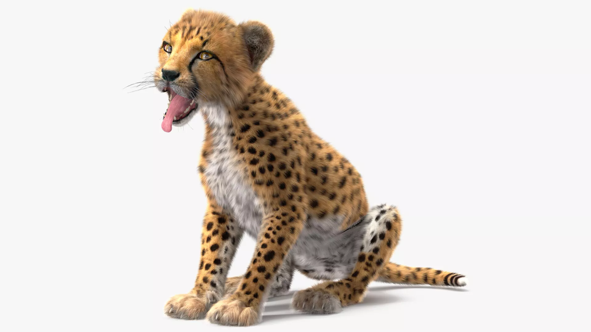 Cheetah Cub Fur Rigged 3D model