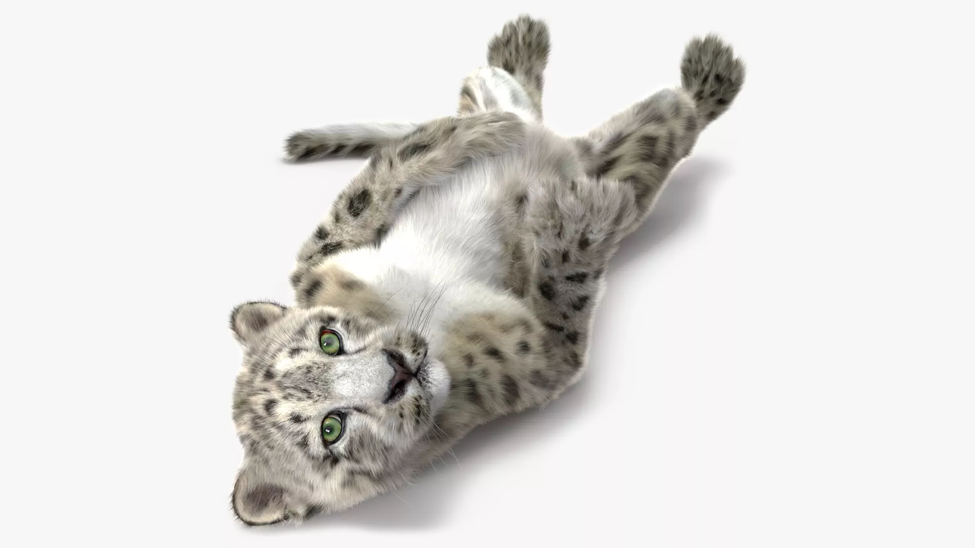 Snow Leopard Cub in Lying Playful Pose Fur 3D model