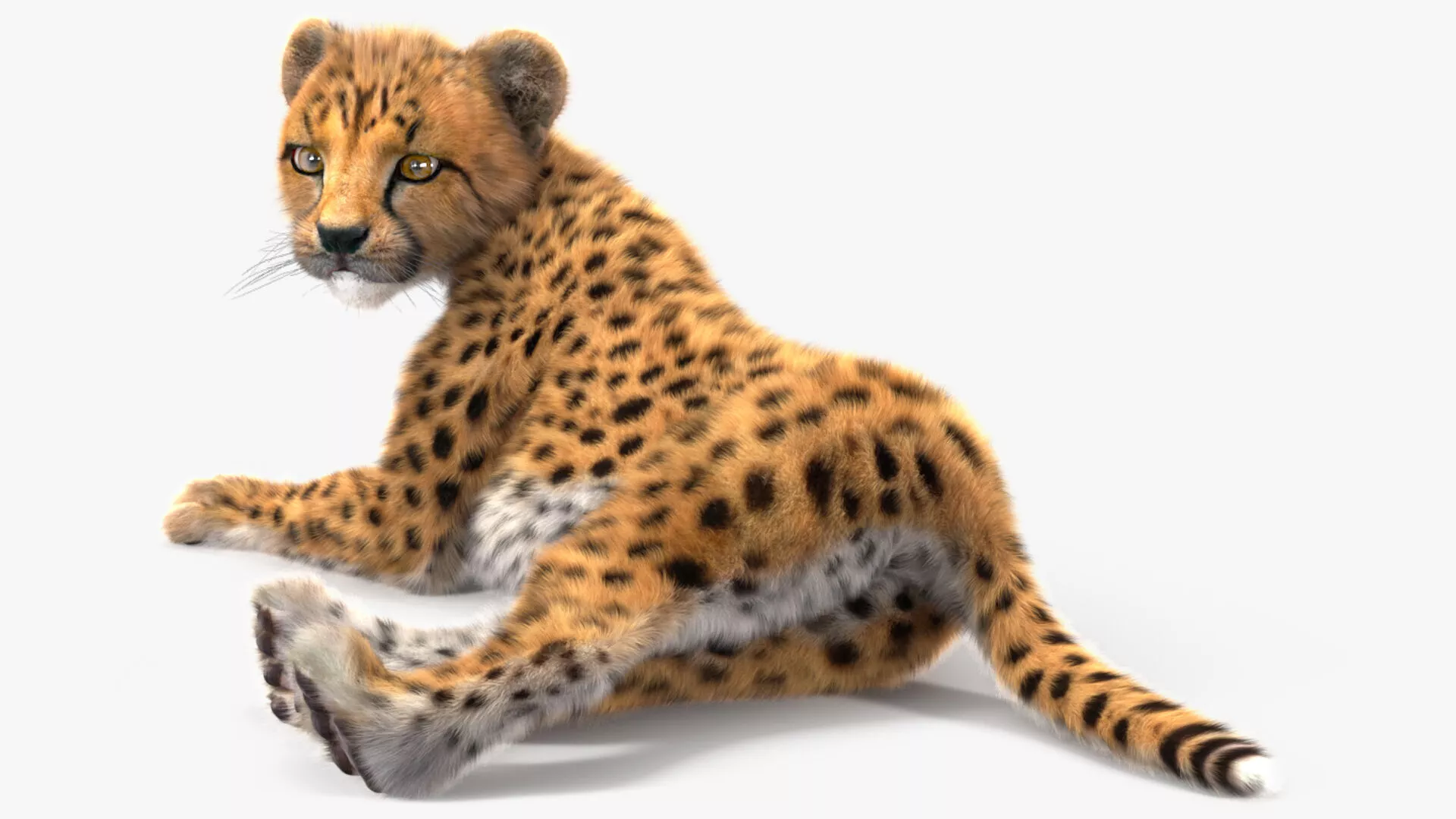Cheetah Cub Lying Pose Fur 3D model