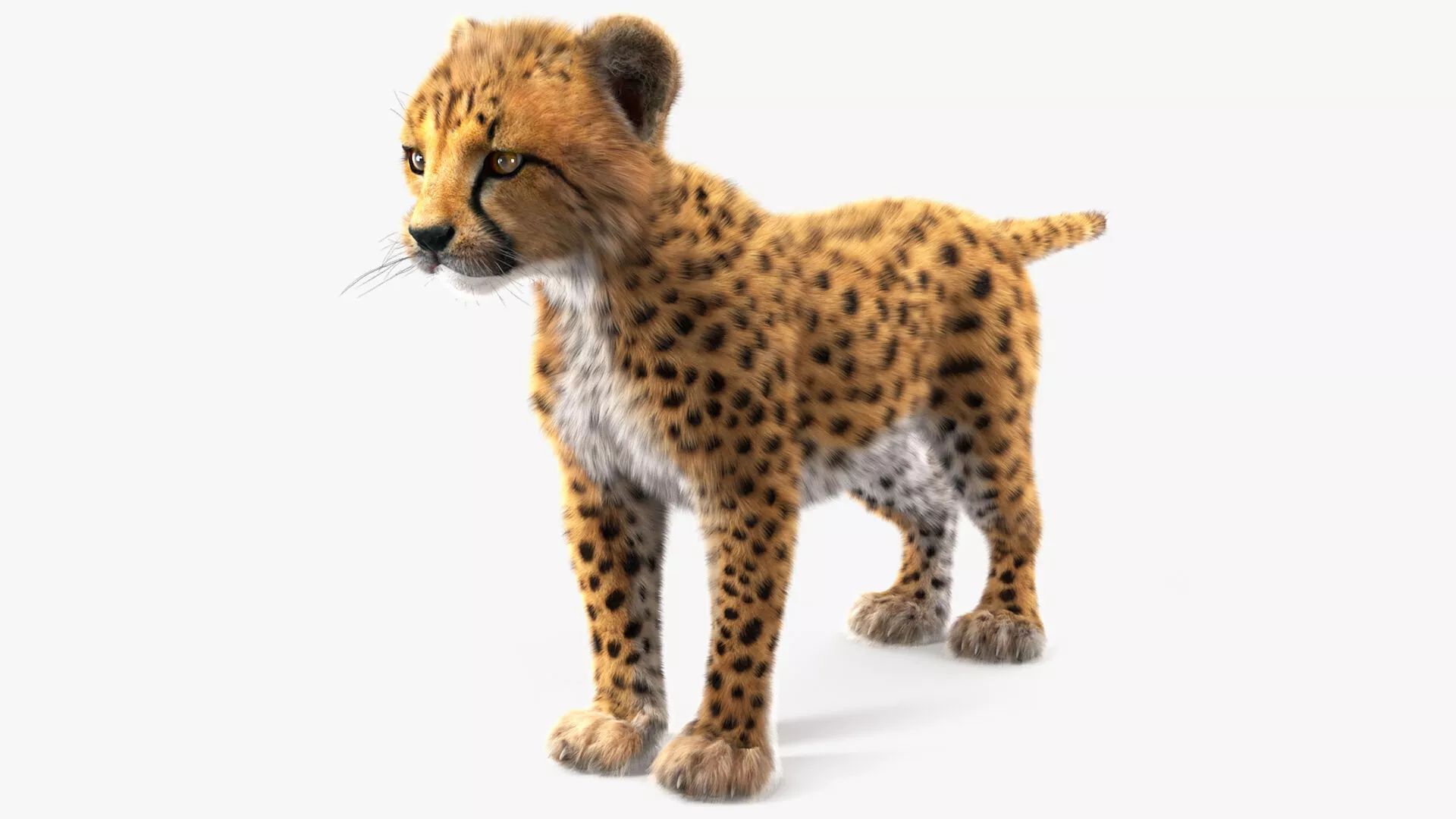 Cheetah Cub Fur 3D model