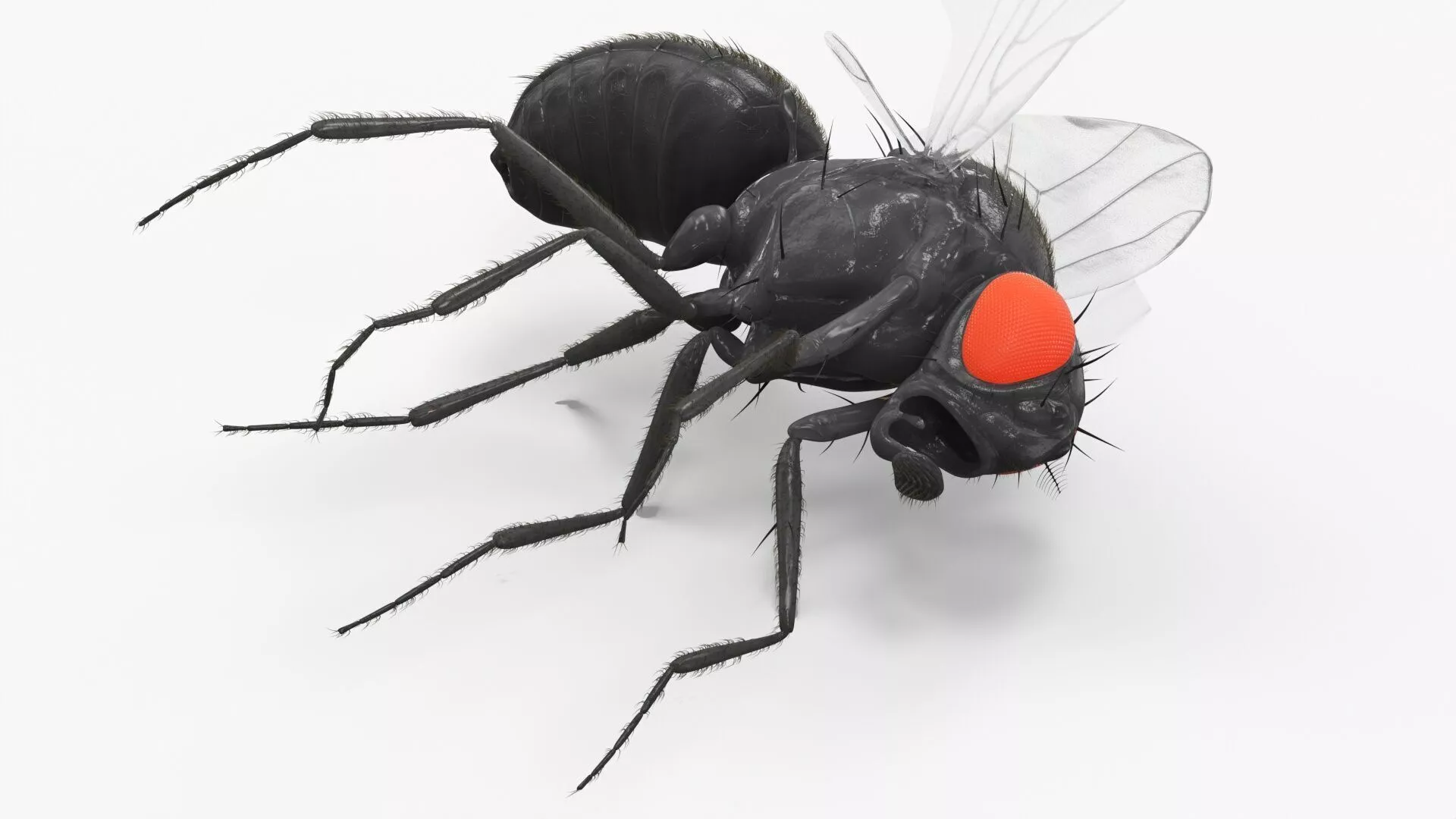 Drosophila Melanogaster Dead Black Fur 3D model