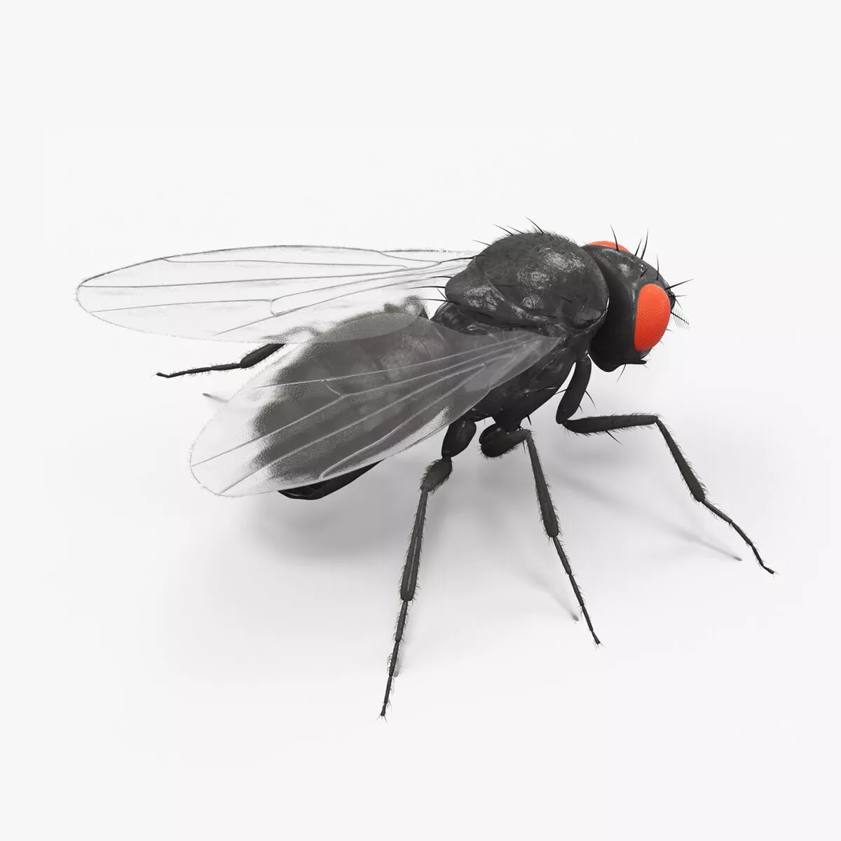 Drosophila Melanogaster Black Fur 3D model