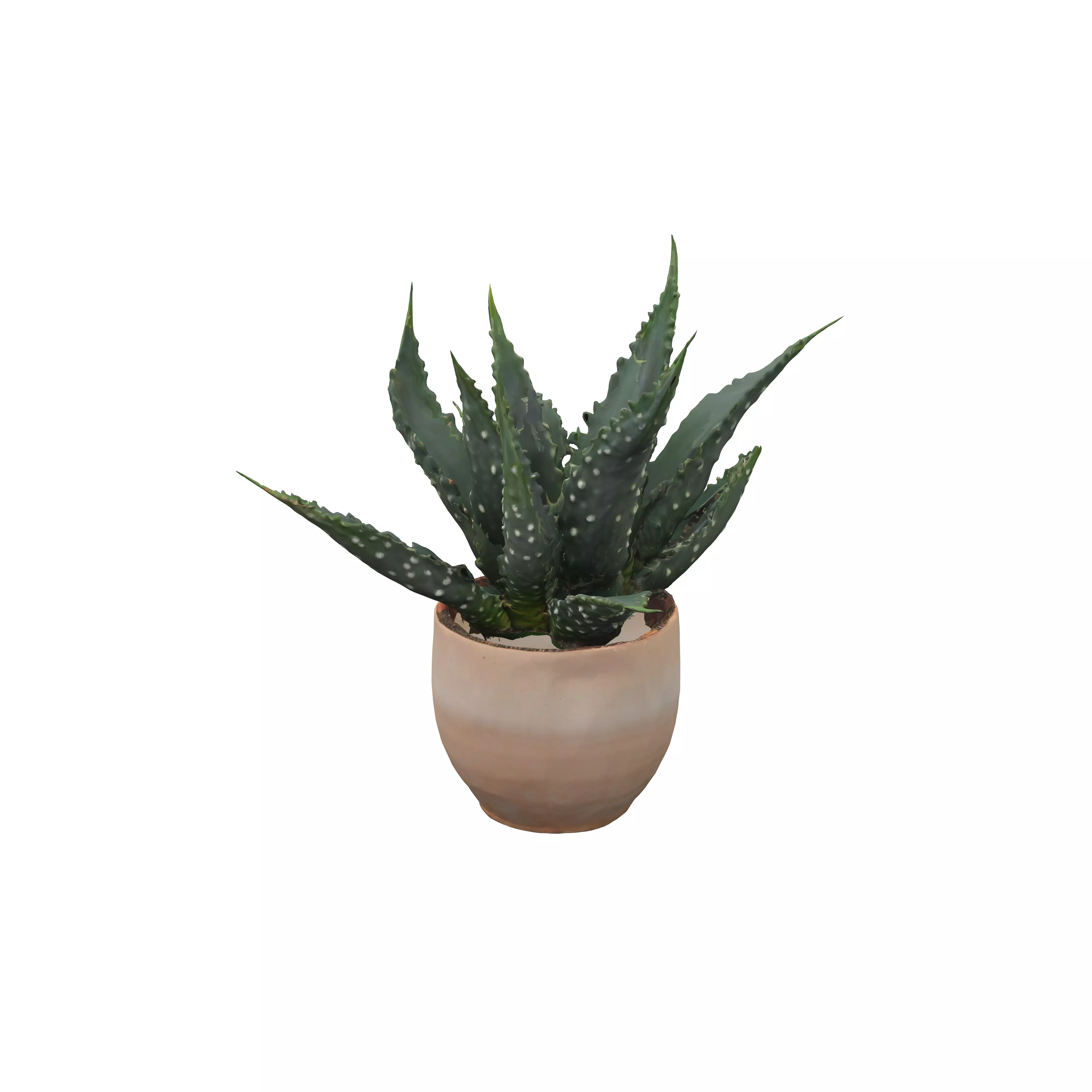 Aristaloe aristatLace Aloe The dark green leaves have white b... 3D model