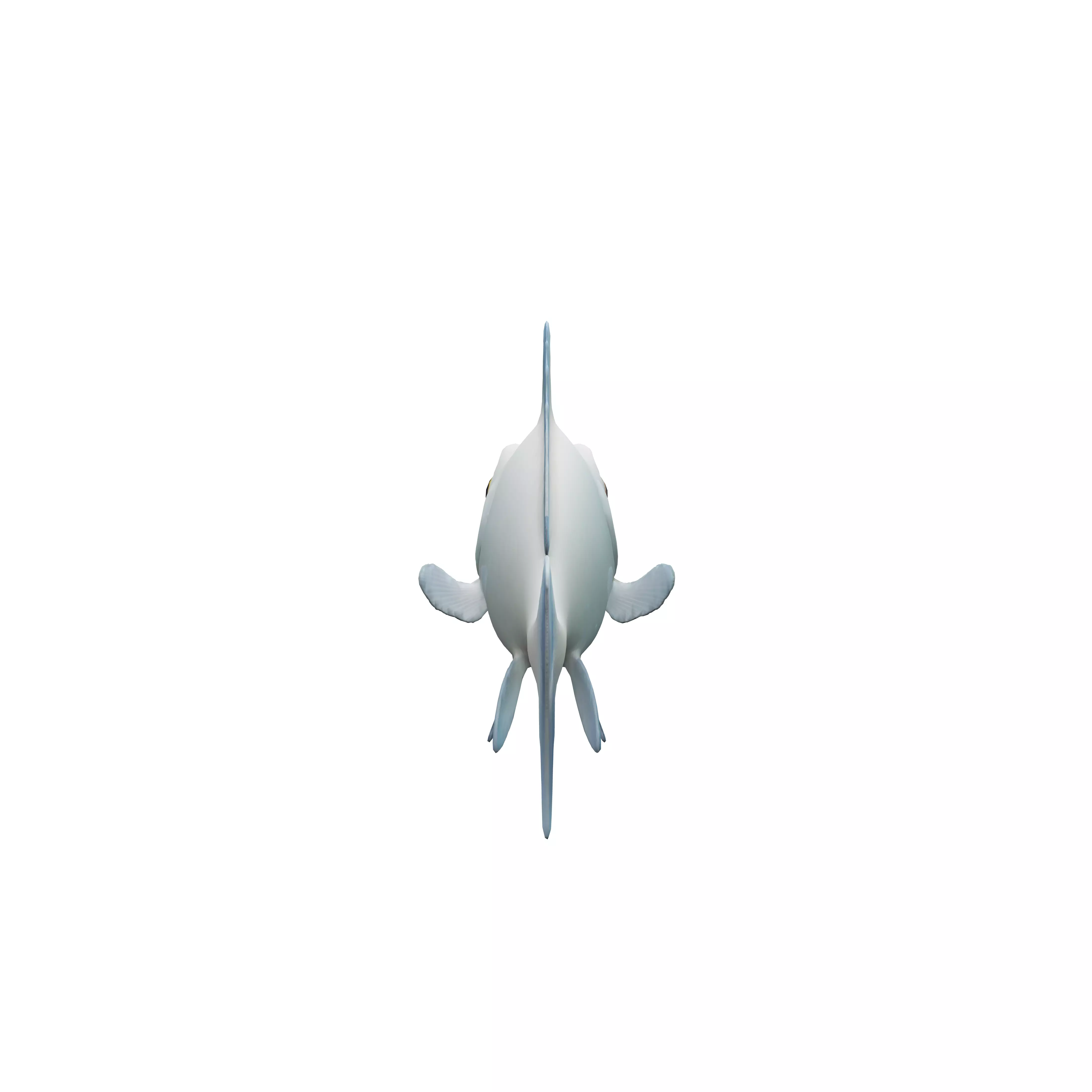 elegant and marvelous white alien fish from a warm tropical p... 3D model