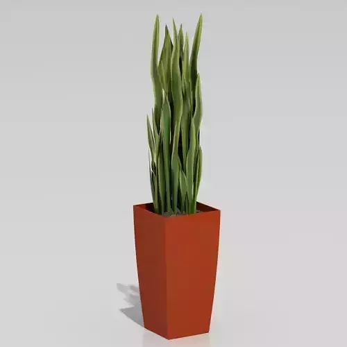 Plant 002