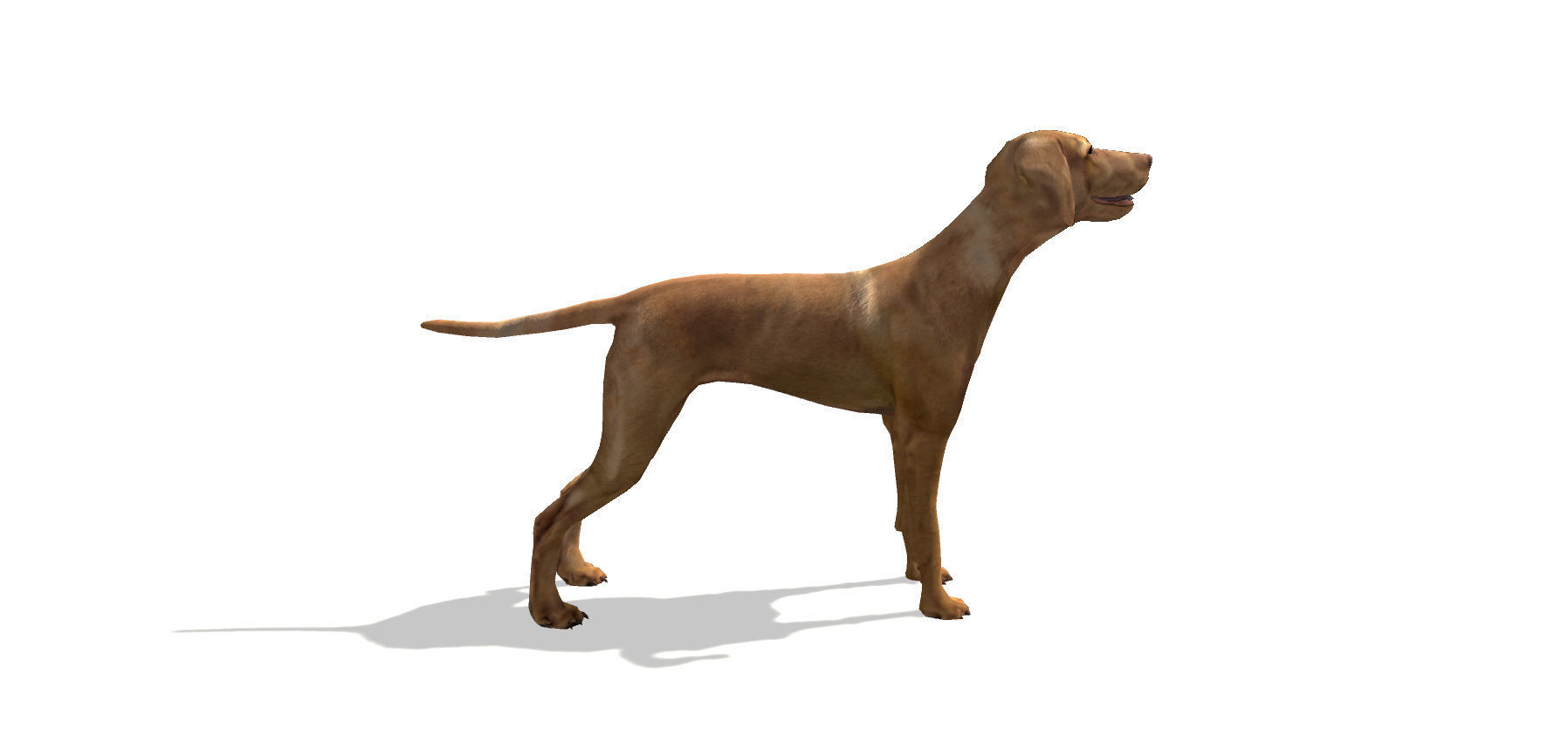 Vizsla Dog Low-poly 3D model_2