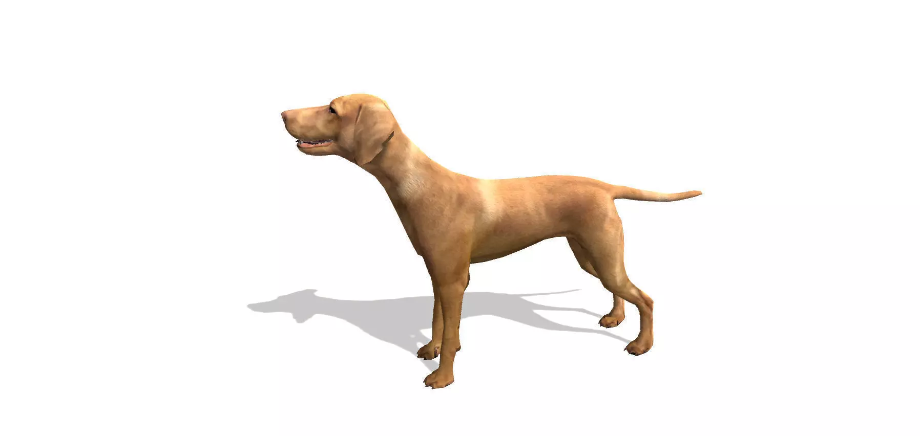 Vizsla Dog Low-poly 3D model_0