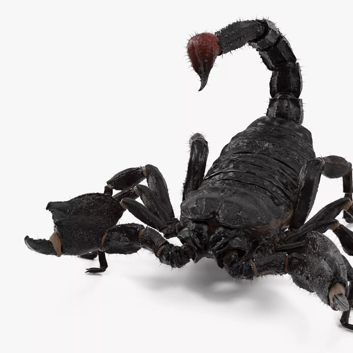 Realistic Scorpion Rigged with Fur 3D model