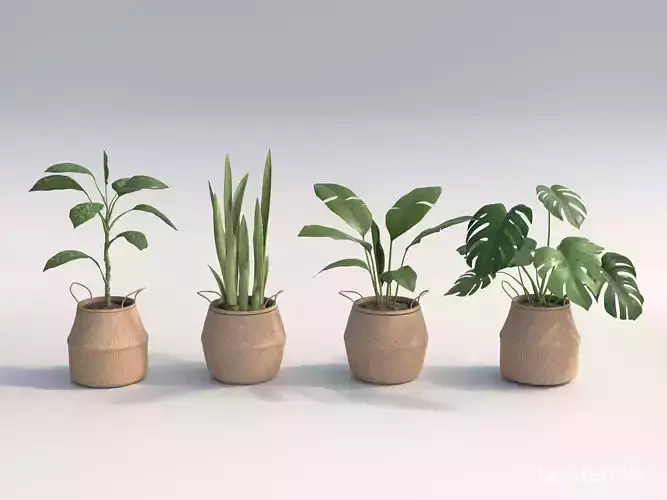 Set Of Big Room Plants 3D model