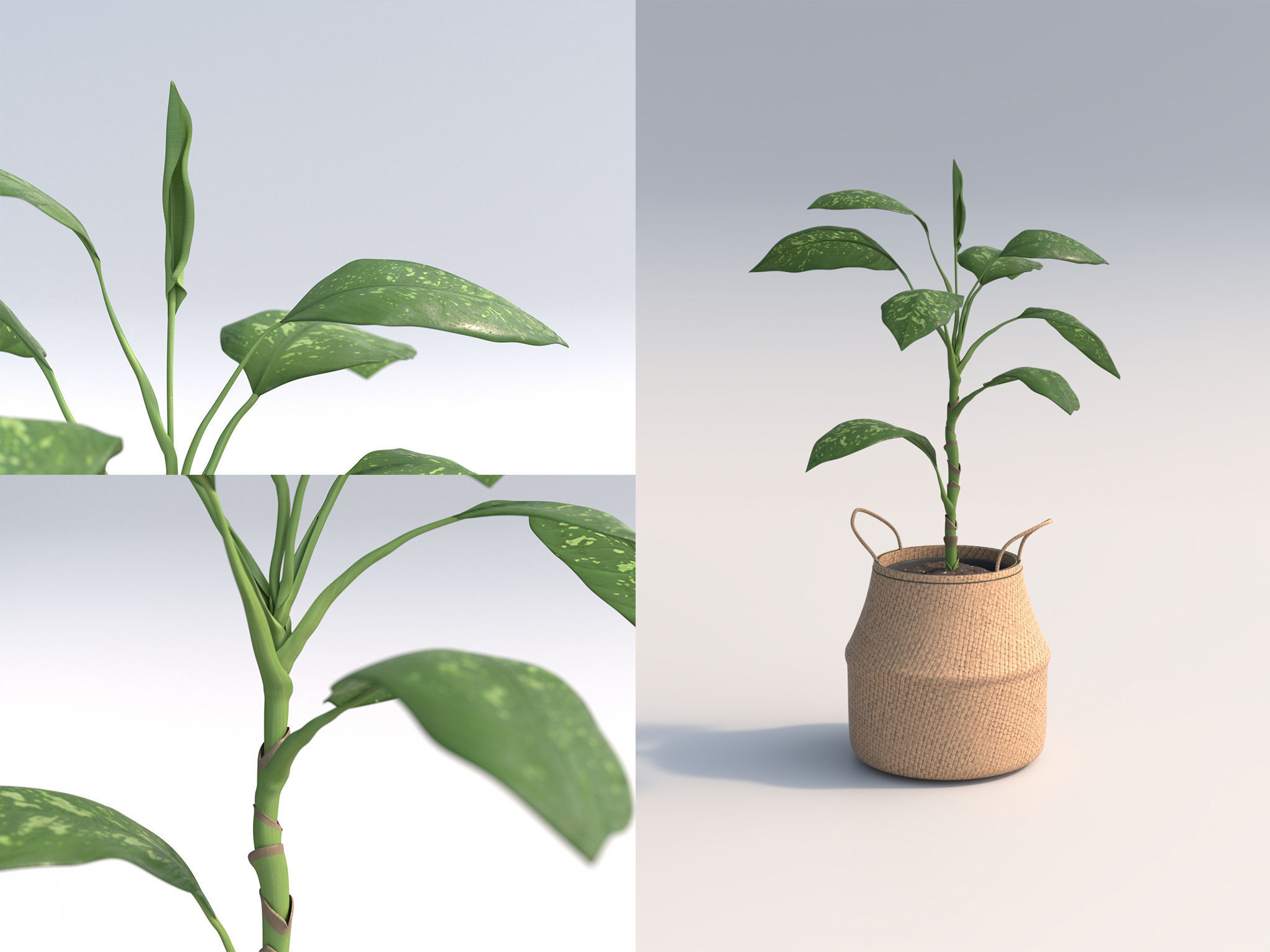 Set Of Big Room Plants 3D model_1