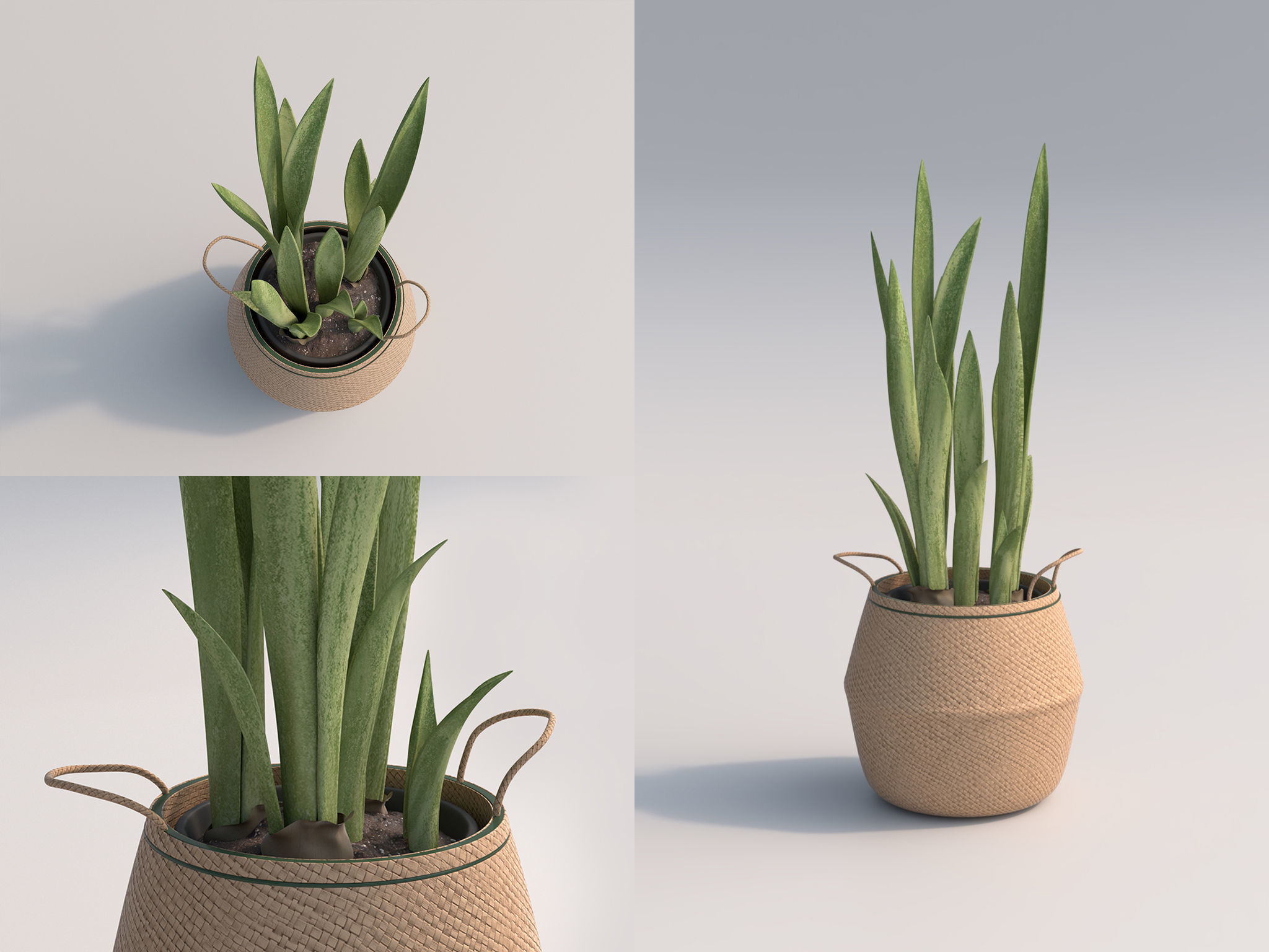 Set Of Big Room Plants 3D model_3