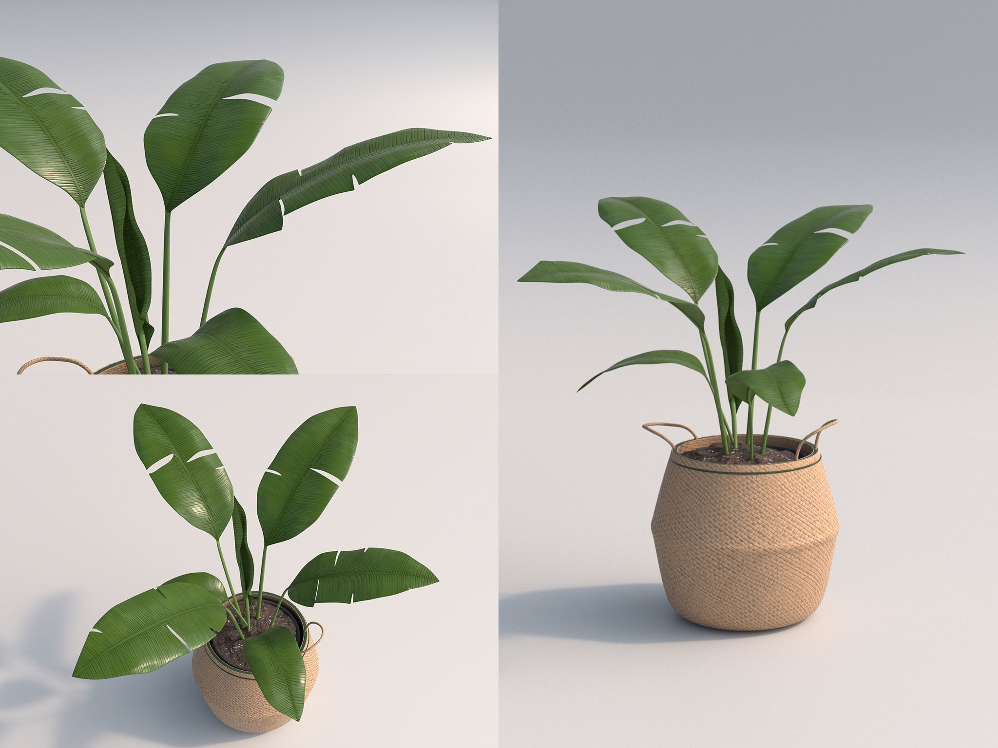 Set Of Big Room Plants 3D model_5