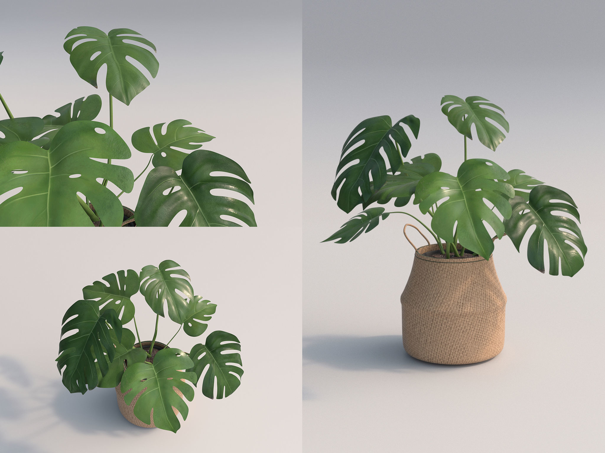 Set Of Big Room Plants 3D model_7