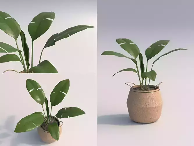 Chinese Evergreen Room Plant