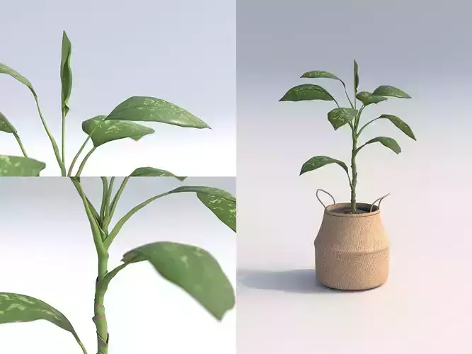 Dienffenbachia Room Plant