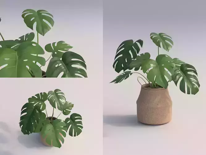Monstera Room Plant 3D model