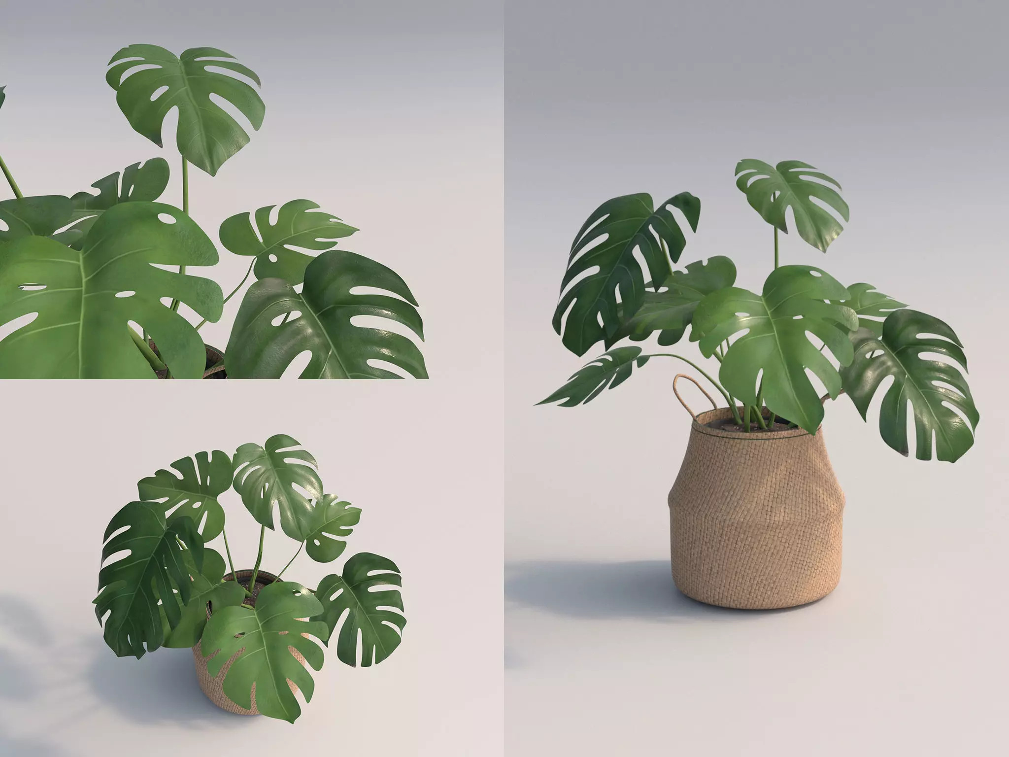 Monstera Room Plant 3D model_0