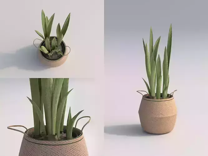 Snake Room Plant