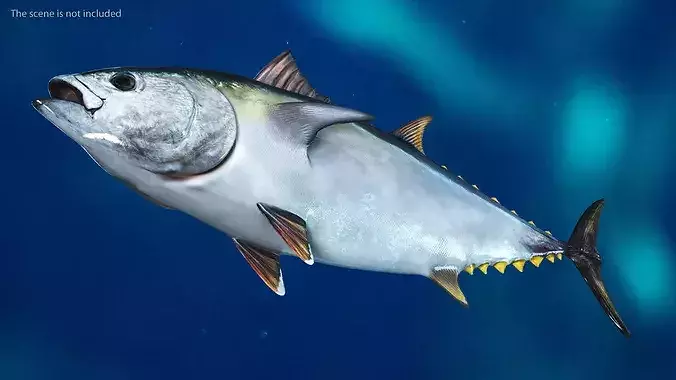 Bluefin Tuna Rigged 3D model 3