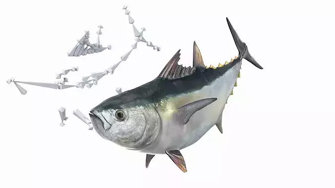 Bluefin Tuna Rigged 3D model 2