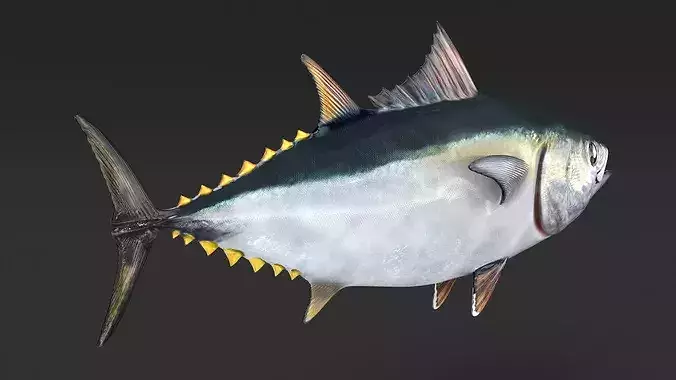 Bluefin Tuna Rigged 3D model 7
