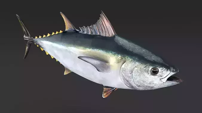 Bluefin Tuna Rigged 3D model 6